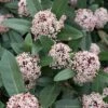 Skimmia Japonica Godrie's Dwarf - Skimmia Du Japon Nain -Boutique D'arbustes Skimmia japonica Godrie s Dwarf copyright 873451 1