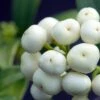 Skimmia Japonica Kew White -Boutique D'arbustes Skimmia japonica Kew White 87346 1