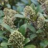 Skimmia Japonica Kew Green -Boutique D'arbustes Skimmia kew green ld TheJRB 7844 1