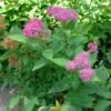 Spirée Japonaise Double Play Artist - Spiraea Japonica -Boutique D'arbustes Spiraea japonica Double Play Artist 781824 1