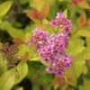 Spirée Japonaise - Spiraea Japonica Pink & Gold -Boutique D'arbustes Spiraea japonica spiree Pink and Gold copyright 1008631 1