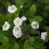 Spiraea Prunifolia Plena - Spirée Blanche -Boutique D'arbustes Spiraea prunifolia Plena 86225 1