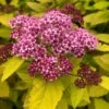 Spirée Japonaise - Spiraea Japonica Double Play Big Bang -Boutique D'arbustes Spiree japonaise spiraea japonica double play big bang copyright 1008611 1