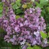 Lilas à Fleurs De Jacinthe - Syringa Hyacinthiflora Maiden's Blush -Boutique D'arbustes Syringa x hyacinthiflora Maiden s Blush 82808 1
