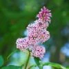 Syringa Josikaea - Lilas De Hongrie -Boutique D'arbustes Syringa josikaea Lilas de Hongrie copyright 18092 1