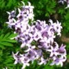 Lilas De Perse - Syringa Persica Laciniata -Boutique D'arbustes Syringa persica Laciniata 84344 1