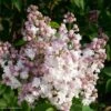 Lilas - Syringa Vulgaris Belle De Moscou -Boutique D'arbustes Syringa vulgaris Belle de Moscou 82803 1