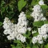 Lilas - Syringa Vulgaris Jeanne D'Arc -Boutique D'arbustes Syringa vulgaris Jeanne d Arc 89450 1