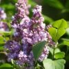 Lilas - Syringa Vulgaris Michel Buchner -Boutique D'arbustes Syringa vulgaris Michel Buchner 88625 1
