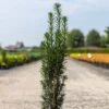 If Commun - Taxus Baccata Fastigiata Black Tower 2 If Commun - Taxus Baccata Fastigiata Black Tower -Boutique D'arbustes Taxus baccata Black Tower IF 1008762 1