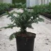 Taxus Baccata Repandens - If Commun -Boutique D'arbustes Taxus baccata Repandens 84351 1