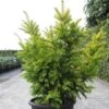 Taxus Baccata Semperaurea - If Commun Doré. 2 Taxus Baccata Semperaurea - If Commun Doré. -Boutique D'arbustes Taxus baccata Semperaurea 84352 1