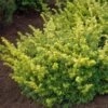 Taxus Baccata Summergold - If Commun Doré -Boutique D'arbustes Taxus baccata Summergold 87353 1