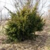 Taxus Media Densiformis - If Hybride -Boutique D'arbustes Taxus media Densiformis 84353 1