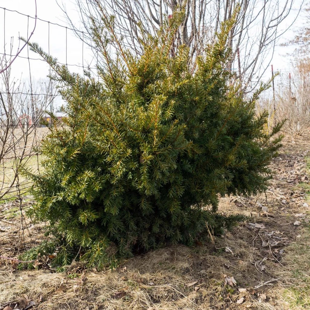 Taxus Media Densiformis - If Hybride 3 Taxus Media Densiformis - If Hybride
