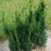 Taxus X Media Hicksii - If Hybride 2 Taxus X Media Hicksii - If Hybride -Boutique D'arbustes Taxus x media Hicksii 82230 1