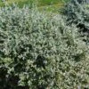Germandrée Arbustive - Teucrium Fruticans -Boutique D'arbustes Teucrium fruticans copyright 1002241 1