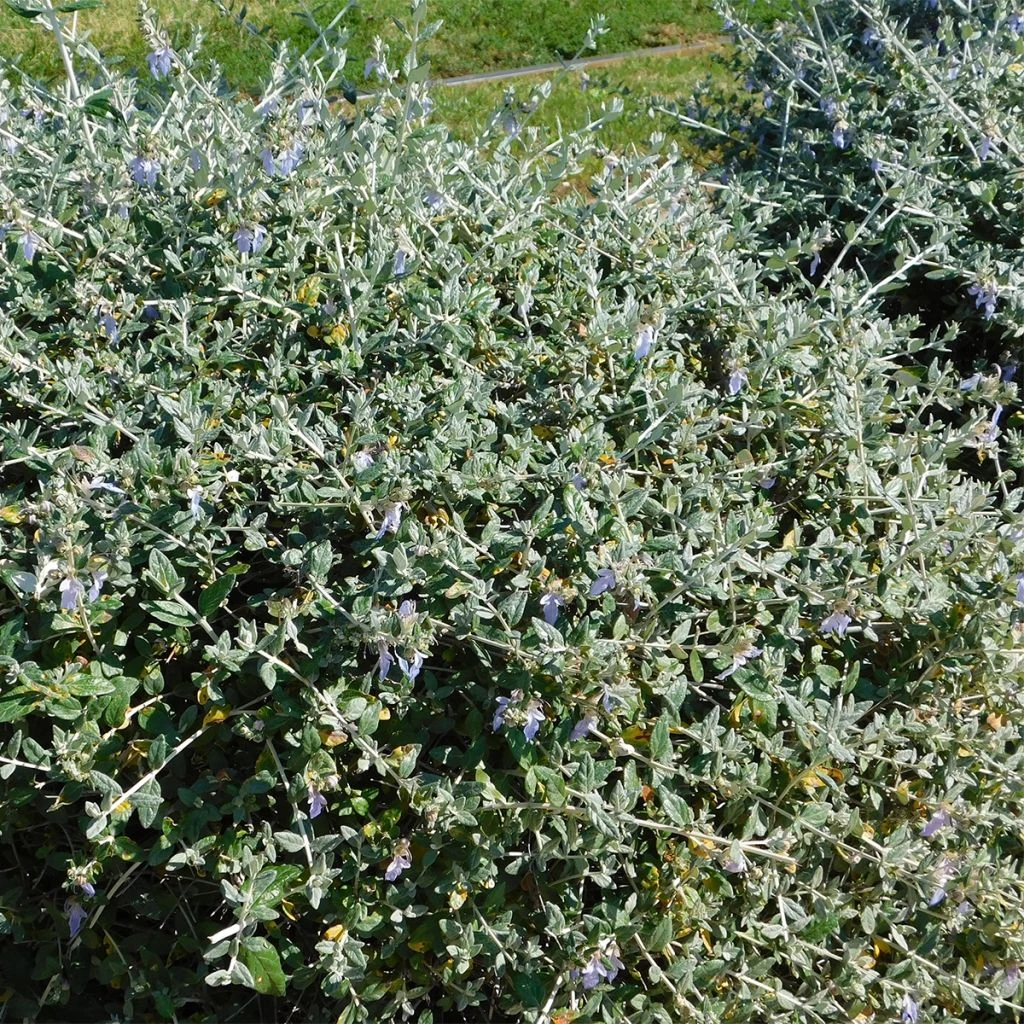 Germandrée Arbustive - Teucrium Fruticans 3 Germandrée Arbustive - Teucrium Fruticans