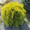Thuya Du Canada - Thuja Occidentalis Amber Glow -Boutique D'arbustes Thuja occidentalis Amber Glow LD 1008781 1