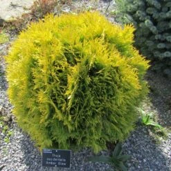 Thuya Du Canada - Thuja Occidentalis Amber Glow