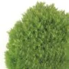 Thuja Occidentalis Teddy - Thuya Du Canada 2 Thuja Occidentalis Teddy - Thuya Du Canada -Boutique D'arbustes Thuja occidentalis Teddy 0769002 1