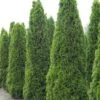 Thuja Occidentalis Totem Smaragd - Thuya Du Canada -Boutique D'arbustes Thuja occidentalis Totem Smaragd 15214 1