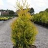 Thuya Du Canada - Thuja Occidentalis Yellow Ribbon. 2 Thuya Du Canada - Thuja Occidentalis Yellow Ribbon. -Boutique D'arbustes Thuja occidentalis Yellow Ribbon 84360 1