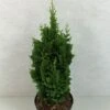 Thuya Du Canada - Thuja Occidentalis Zmatlik 2 Thuya Du Canada - Thuja Occidentalis Zmatlik -Boutique D'arbustes Thuja occidentalis Zmatlik 771002 1