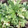 Thuja Orientalis Fleck - Thuya De Chine Ou Thuya D'Orient 2 Thuja Orientalis Fleck - Thuya De Chine Ou Thuya D'Orient -Boutique D'arbustes Thuja orientalis Fleck Thuya de Chine ou Thuya d Orient LD 1008862 1