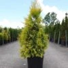 Thuya Géant - Thuja Plicata 4 Ever Goldy -Boutique D'arbustes Thuja plicata 4 EVER GOLDY 84363 1