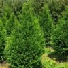 Thuja Plicata Can-Can - Thuya Compact 2 Thuja Plicata Can-Can - Thuya Compact -Boutique D'arbustes Thuja plicata Can Can V 1002292 1