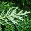 Thujopsis Dolobrata 2 Thujopsis Dolobrata -Boutique D'arbustes Thujopsis dolobrata 87363 1