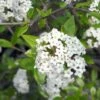 Viburnum Burkwoodii - Viorne De Burkwood -Boutique D'arbustes Viburnum burkwoodii 781851 1