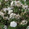 Viorne De Burkwood - Viburnum Burkwoodii Ann Russell -Boutique D'arbustes Viburnum burkwoodii Ann Russell 84374 1