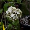 Viorne - Viburnum (x) Carlcephalum -Boutique D'arbustes Viburnum carlcephalum 9631 1