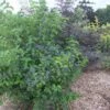 Viburnum Dentatum Blue Muffin - Viorne Dentée -Boutique D'arbustes Viburnum dentatum Blue Muffin 81426 1