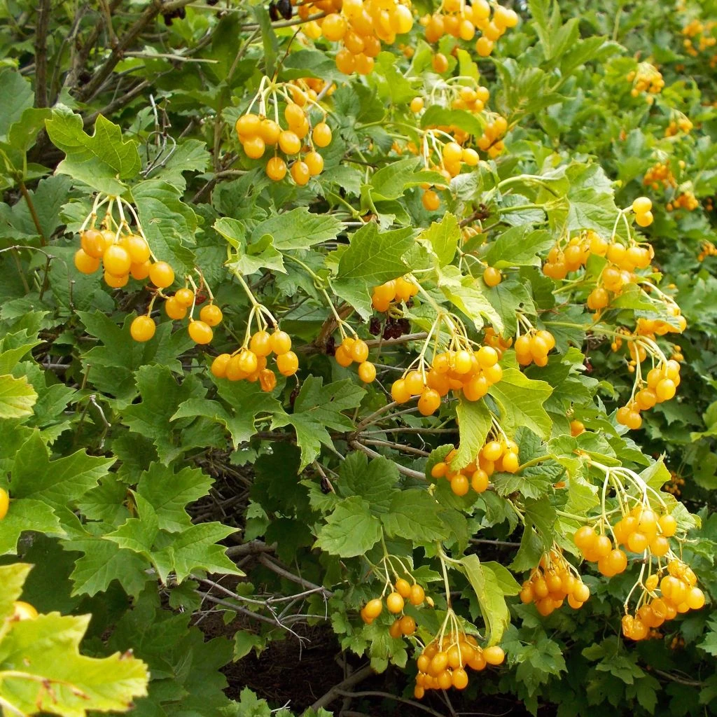 Viburnum Opulus Xanthocarpum - Viorne Obier 3 Viburnum Opulus Xanthocarpum - Viorne Obier