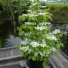 Viorne - Viburnum Plicatum Kilimandjaro -Boutique D'arbustes Viburnum plicatum Kilimandjaro 84381 1