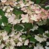 Viorne De Chine - Viburnum Plicatum Kilimanjaro Sunrise -Boutique D'arbustes Viburnum plicatum Kilimanjaro Sunrise 83029 1