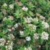 Viburnum Tinus Eve Price - Laurier Tin -Boutique D'arbustes Viburnum tinus Eve Price 781506 1