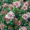Viorne, Laurier Tin - Viburnum Tinus Gwenlian -Boutique D'arbustes Viburnum tinus Gwenllian 100237 1