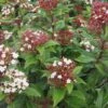 Viburnum Tinus Lisarose - Laurier-tin Rose -Boutique D'arbustes Viburnum tinus Lisarose 782020 1
