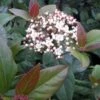 Viburnum Tinus Purpureum - Viorne Tin, Laurier Tin -Boutique D'arbustes Viburnum tinus Purpureum 100288 1