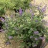 Vitex X Agnus-castus Chicagoland Blues - Gattilier 1 Vitex X Agnus-castus Chicagoland Blues - Gattilier -Boutique D'arbustes Vitex Chicagoland Blues Gattilier hybride V 17953 1