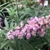 Vitex Agnus-castus Santamaria - Gattilier 2 Vitex Agnus-castus Santamaria - Gattilier -Boutique D'arbustes Vitex Santamaria 16588 1