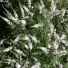 Vitex Agnus-castus Silver Spire - Gattilier -Boutique D'arbustes Vitex Silver Spire 16589 1