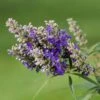 Vitex Agnus-castus Blue Puffball - Gattilier -Boutique D'arbustes Vitex agnus 85811 1