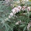 Vitex Agnus-castus Albus - Gattilier Blanc -Boutique D'arbustes Vitex agnus castus Alba 781856 1
