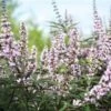 Vitex Agnus-castus Galactic Pink - Gattilier -Boutique D'arbustes Vitex agnus castus Galactic Pink Gattilier IF 17954 1