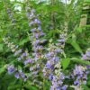 Vitex Agnus-castus Magical Summertime Blues - Gattilier -Boutique D'arbustes Vitex agnus castus Magical Summertime Blues Helen Froehlich Gattilier IF 17955 1